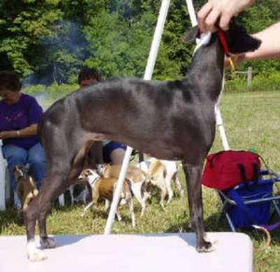 Anji's St Felicity