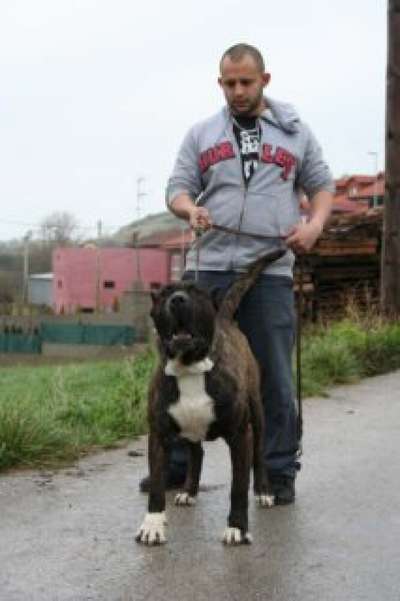 BRONCO DE IRON BULL