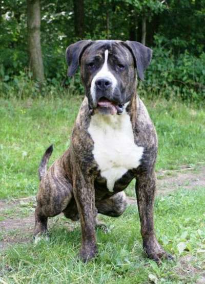 HELIOS DOGOPOLIS