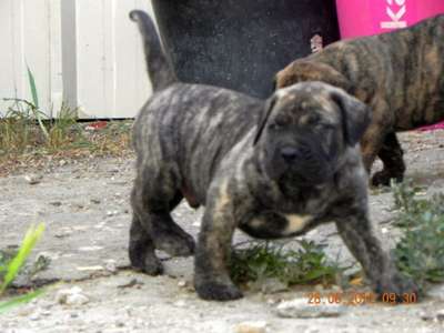 LOCO DE SPALATO BULL