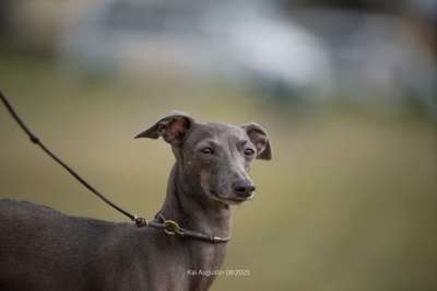 Xanthippe Super Charty