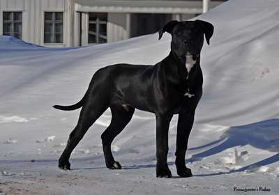 PRESAGAUTE'S RUFUS