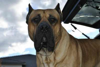 BRAVO KENNEL'S ROMULUS