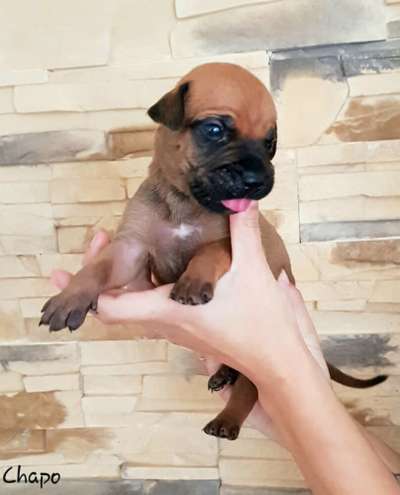 CHAPO RINGO ELITAS
