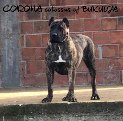 CORONA COLOSSUS OF BUKULJA