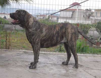 PENELOPE PROTECTION SPIRIT