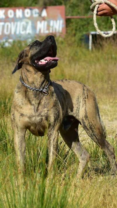 ARKO ANTIVARI BULL