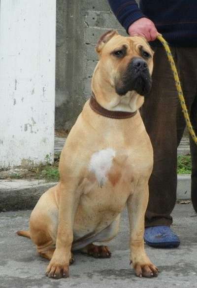 ADONIS DE SPARTAN D KENNEL