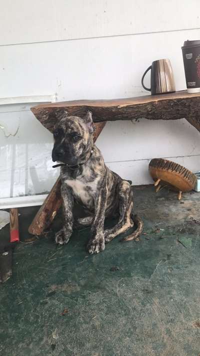 GUERRA DE EL MIKE KENNEL