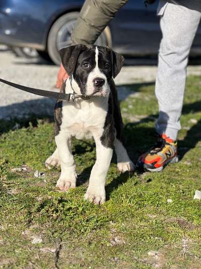 ZEUS IV DE KING ZULU