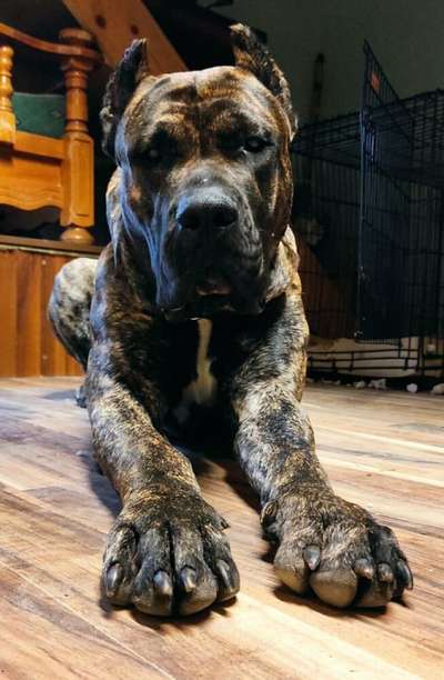 ONYX