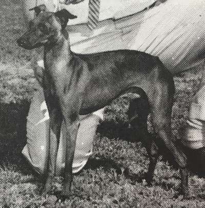 Don Martino Of Jachelann