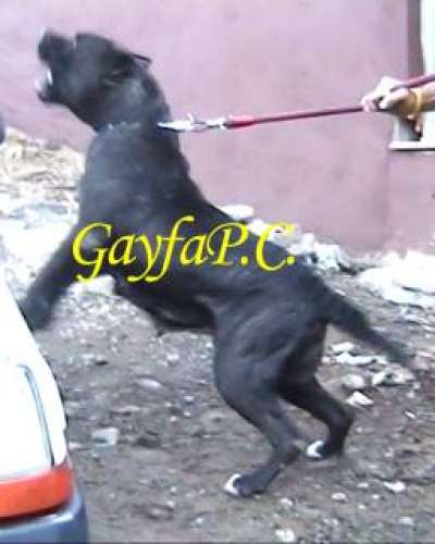 NEGRA DE CASIMIRO