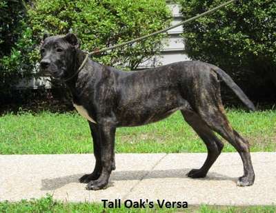 VERSA OF TALL OAKS