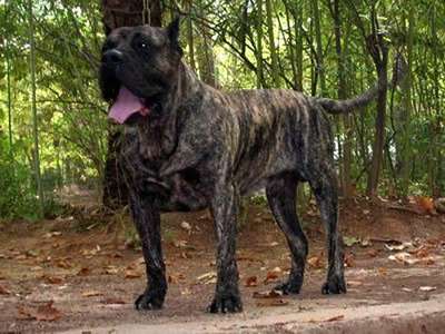 MAGO DE DOG REAL