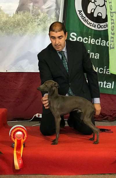 Faraon De Carboneros