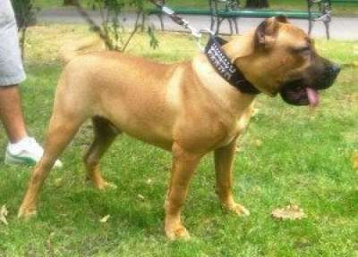 ARGOS DOG PUR