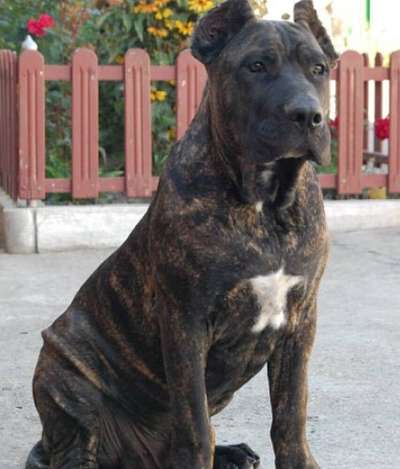 VARGA'S EL GUARDIAN FIEL BALTHAZAR