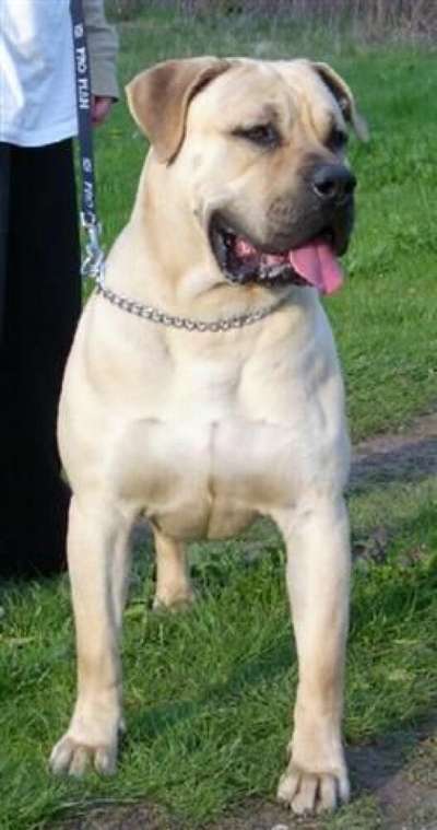 BOREAS EL PERRO DIABLO