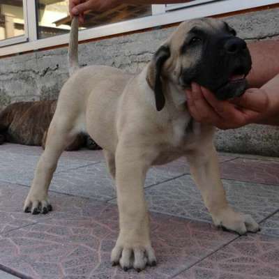 BIG BOY OF IMPERATOR
