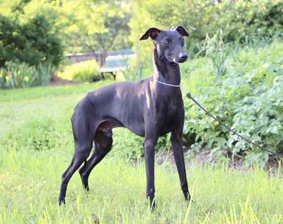 Zhemchuzhina Dona Dark Diamond