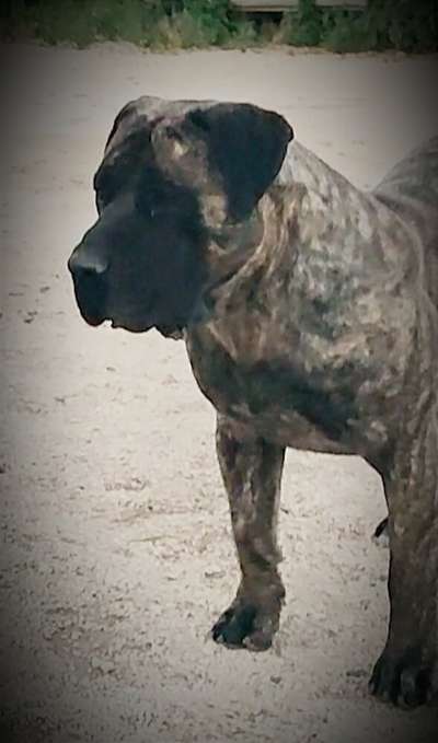 ARES DAUROCAN R.F.