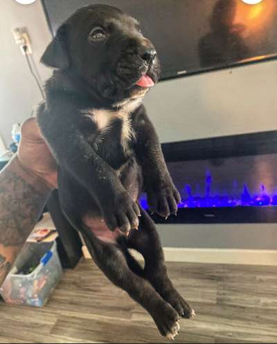 ONLY THE FAMILY KENNELS CHUGA