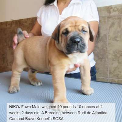 BRAVO KENNEL’S NIKO