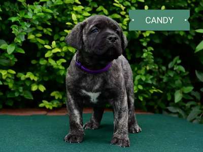 BRINDLE HOOLIGANS CANDY