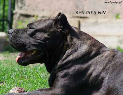 SENTAYA FUEGO DE VOLCANES