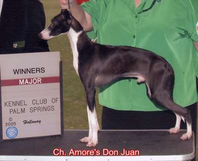 Amore's Don Juan D'Eclat