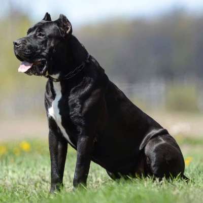TAZ DE BUCOVINA WORKING DOGS
