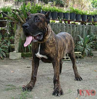 EL DIABLO DE LUCIA NIOBE