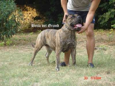 BETA VET GRAND