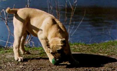 TORRID DU BARON DES CROCS D'IVOIRE