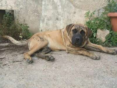 DORDA OF DOGO PARADISE