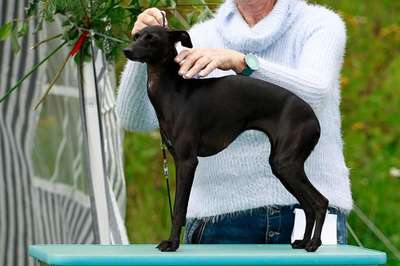 Dogcastle's Black Diamond