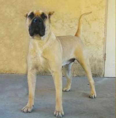 SHAKIRA DE IRON PRESS KENNEL (DUKESA)