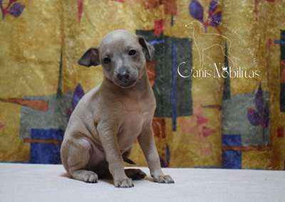 Canis Nobilitas Yatan
