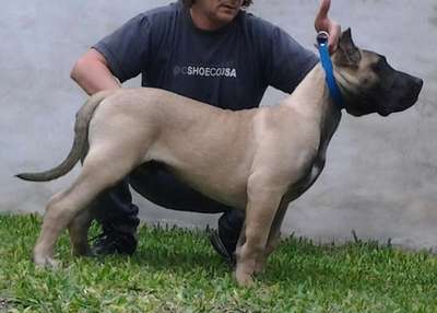 NERON DE RANCHO BRAVO