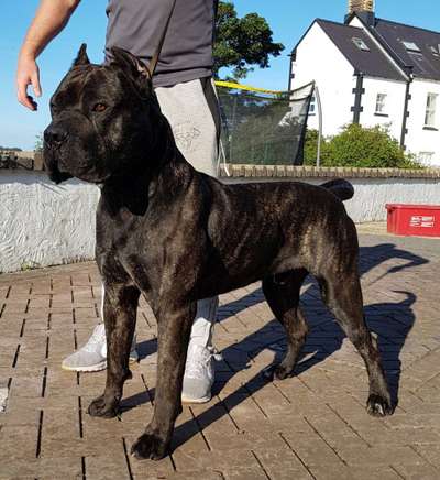 THOR DE MOZACAN BULL