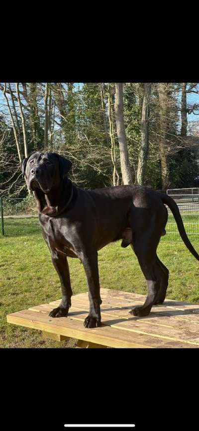 DJANGO TRIPLE6IX KENNEL