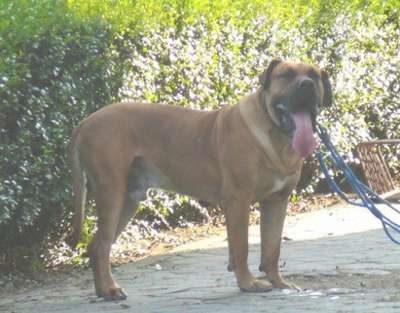 ARON VALACHIADOG