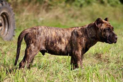 VINO ARDANZA OF PROPER K9