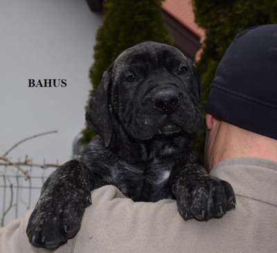 BAHUS