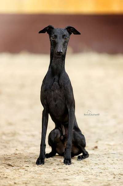 House Of Hounds Domenico