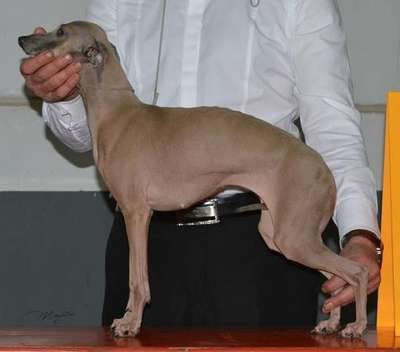 Karina Du Chien D'Ebène