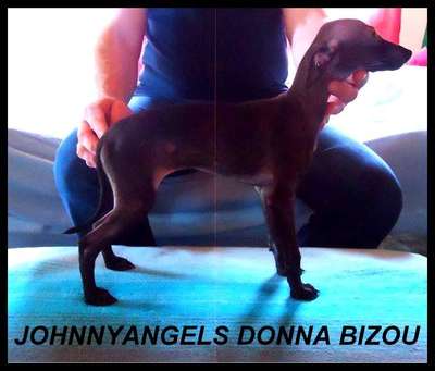 Johnnyangels Donna Bizou Fiorella