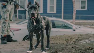 ZEUS DE ROYAL ROC