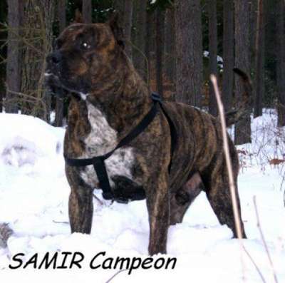 SAMIR CAMPEON